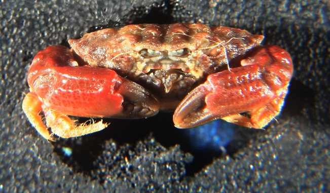 small crab ID